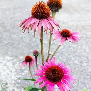 Echinacea purpurová (Echinacea purpurea) ´PRIMADONNA TIEFROSA´, kont. C1.5L